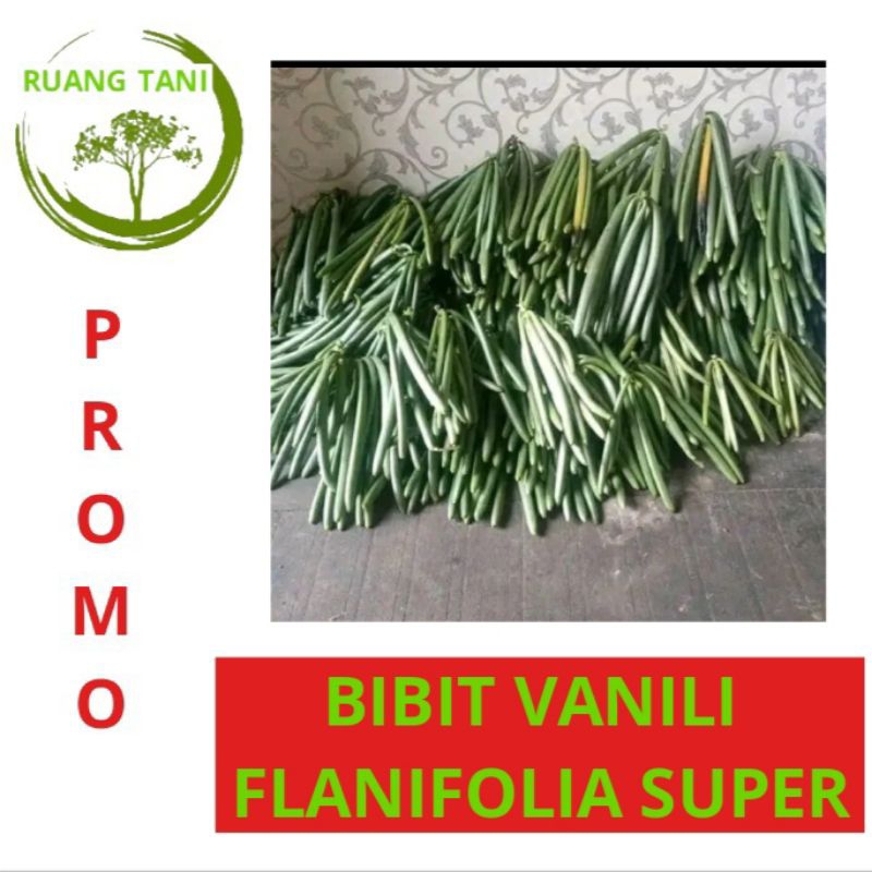 BIBIT VANILI PLANIFOLIA SUPER