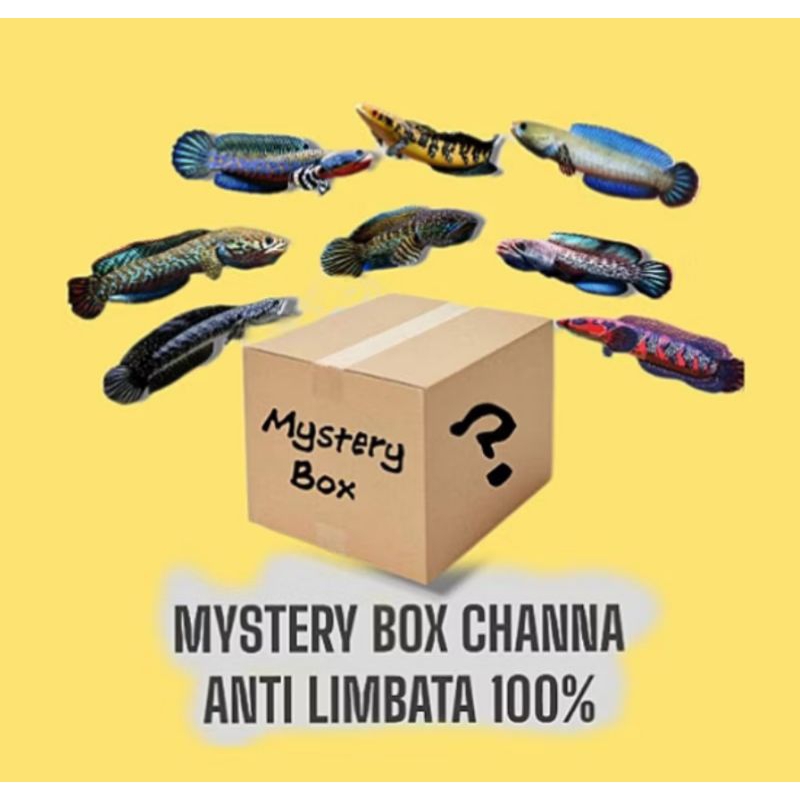 M-BOX random isi channa kualitas grade A anti Zonk anti limbata