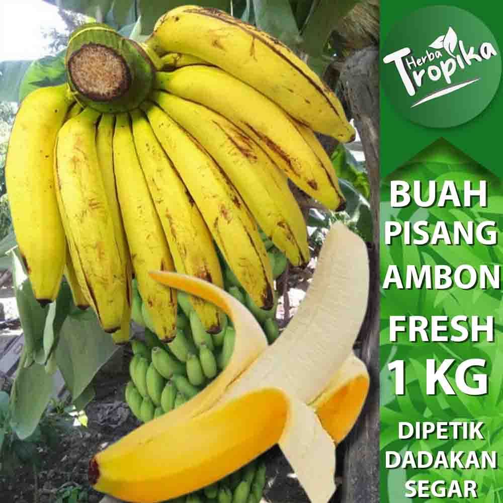 Buah Pisang Ambon 1 Sisir 1 kg Siap Matang toko herba tropika