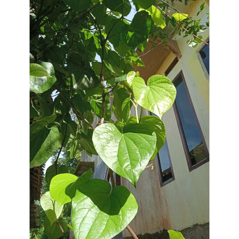 

DAUN SIRIH HIJAU 20 lembar / DAUN SIRIH SEGAR / DAUN SIRIH BESAR