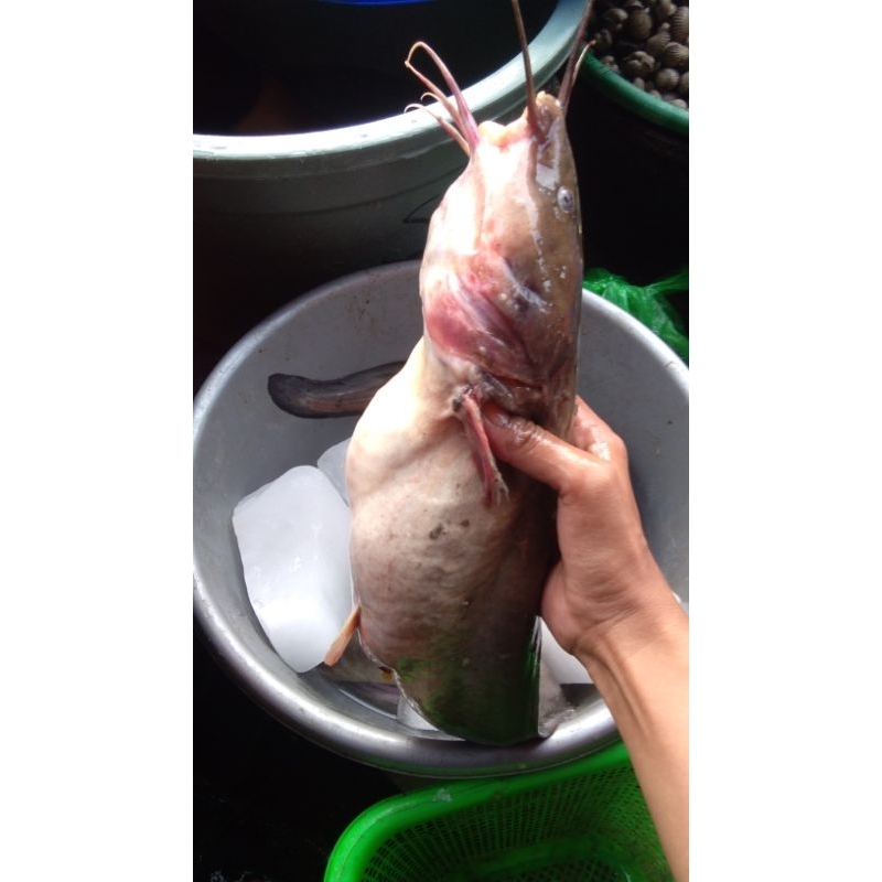 

ikan sembilang