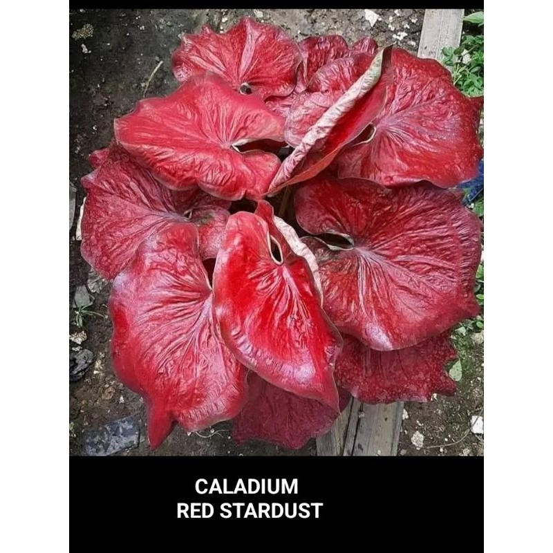 Bibit Caladium Red Stardust  ~ Caladium hybrid Thailand