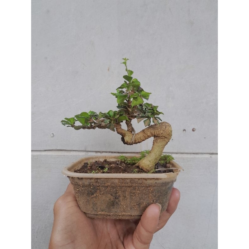 Bonsai Hokianti micro