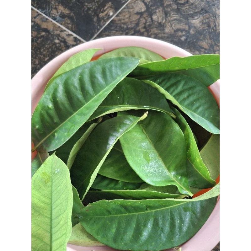 

daun salam segar per pack