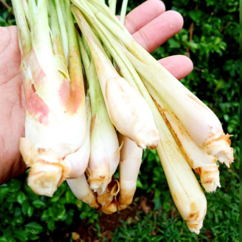 

sereh dapur asli bogor