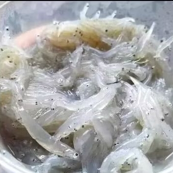 

Teri Nasi Basah | Teri Mpasi Fresh Frozen