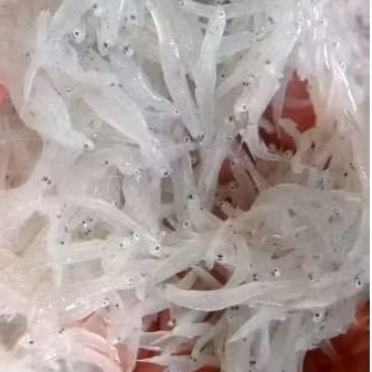 

Ikan Teri Nasi Basah | Teri Medan | Teri Mpasi Fresh Frozen