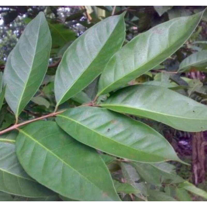 

Daun salam penyedap masakan 250gr