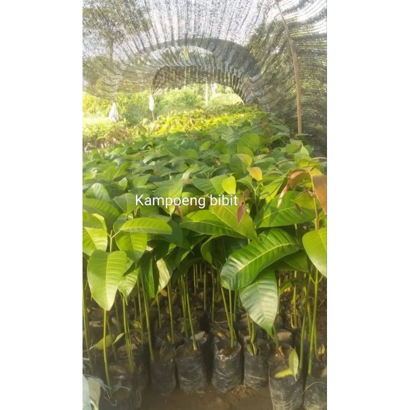 Bibit Mangga Seedling Unggul Tinggi 40-50 Cm Pilihan Varietas