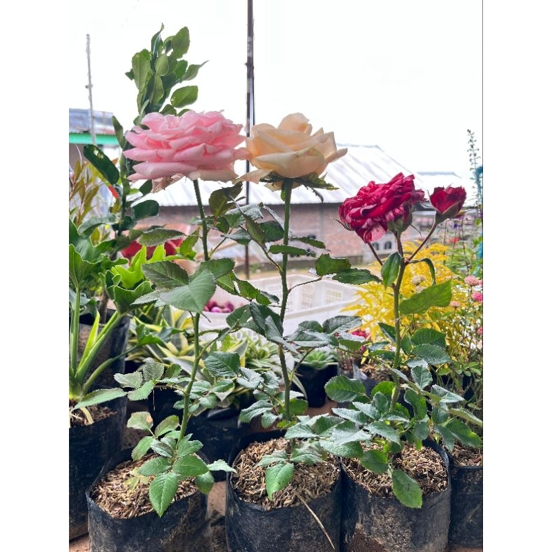 KEBUN RAYA- Bunga Mawar Hias