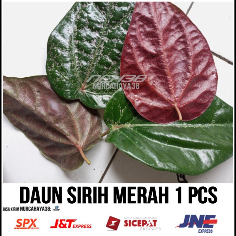 

Daun sirih merah | daun sirih merah asli | daun sirih merah 1 pcs