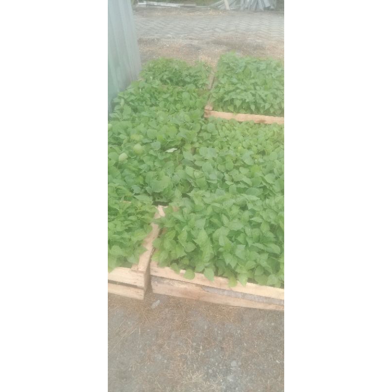 

Bibit Lombok cabe pedas