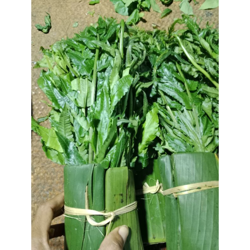 

daun pucuk pakis sayur pakis /ikat kecil mang sayur