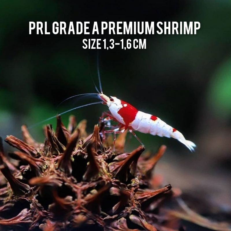 Udang hias PRL premium shrimp - udang hias aquascape - udang hias aquarium - hiasan aquarium