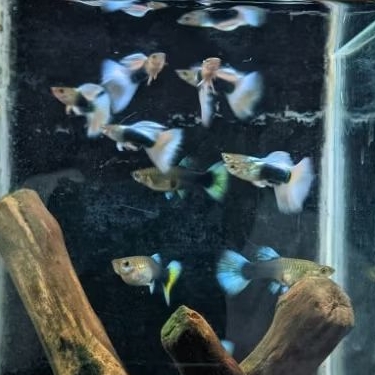 Paket murah Ikan guppy HB white 1 pasang | hiasan aquarium | bonus pakan + apu - apu