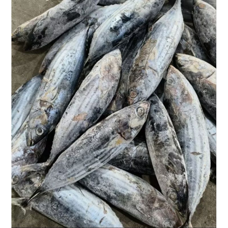 

ikan cakalang fresh beku,ikan cakalang isi 2 besar