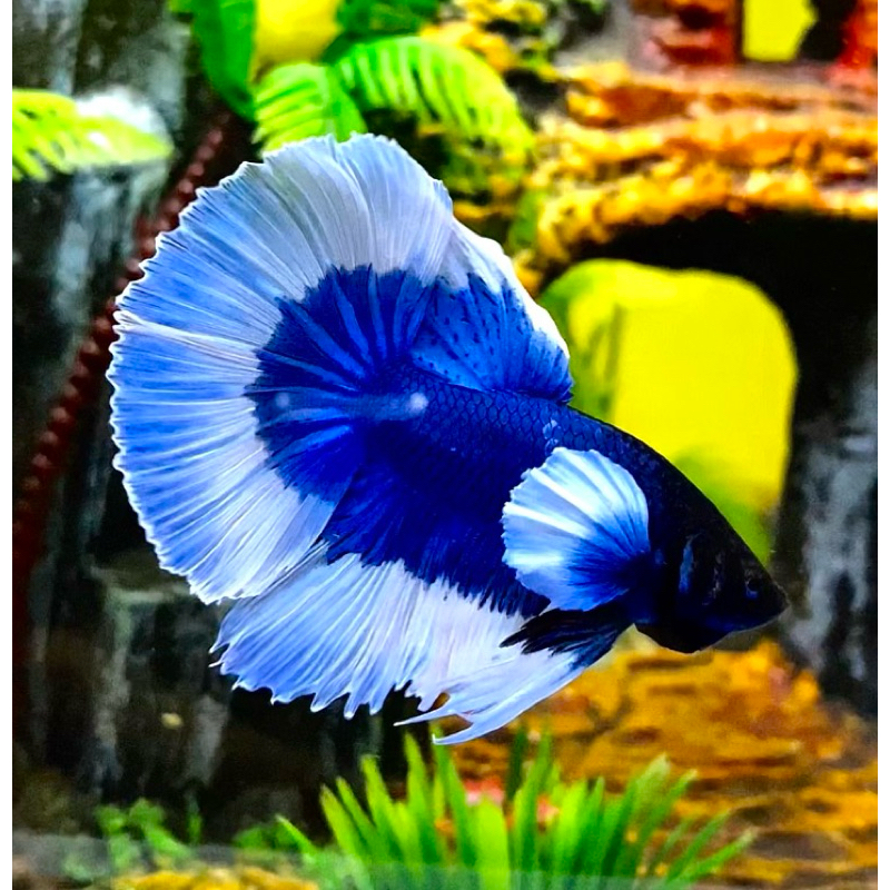 Cupang HMDE Blue Bagus