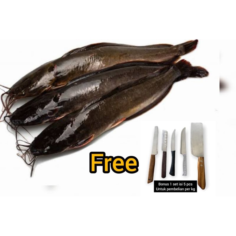 

PROMO IKAN LELE POTONG/BERSIH FREE ALAT DAPUR 1 SET