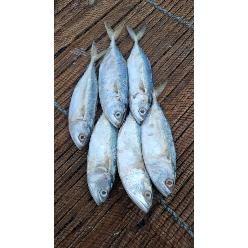 

ikan peda/gembung asin 1kg
