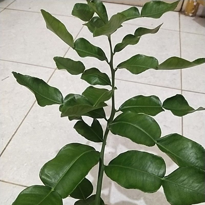 

Daun Jeruk purut 20 lembar