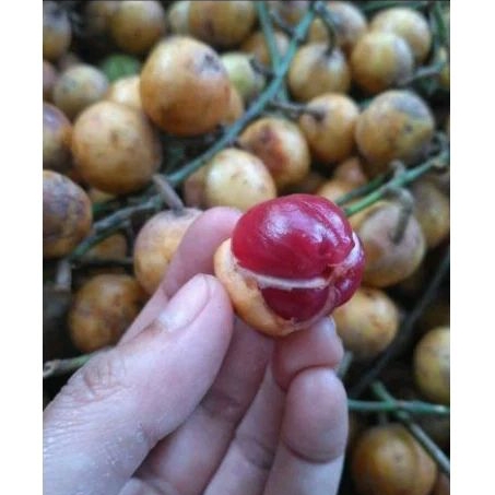 

Menteng manis 500gram buah Menteng