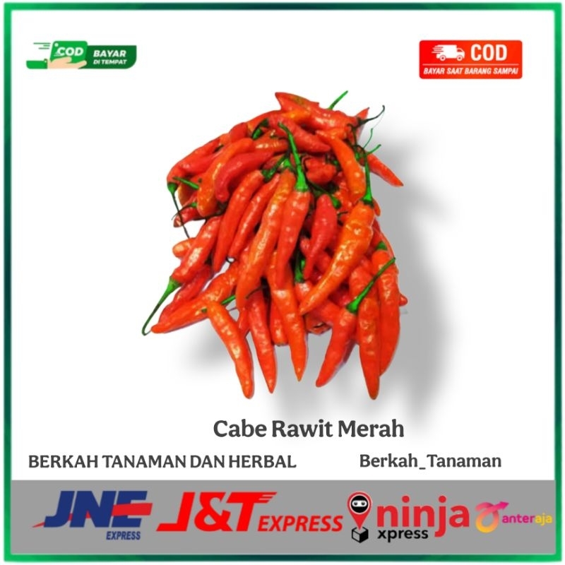 

Cabe Rawit Merah Pedas Kualitas Super