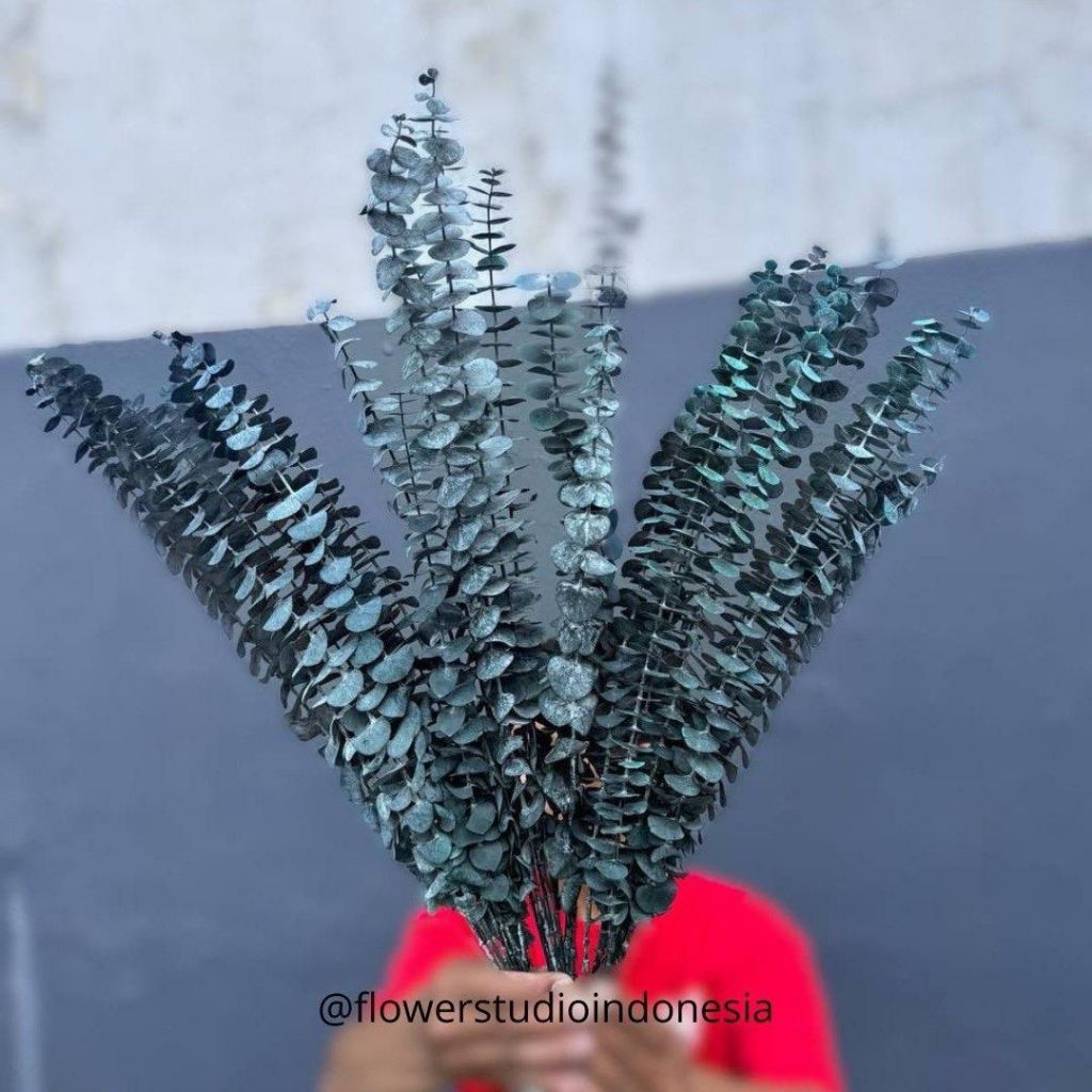 Preserved Eucalyptus Cinerea Baby Blue