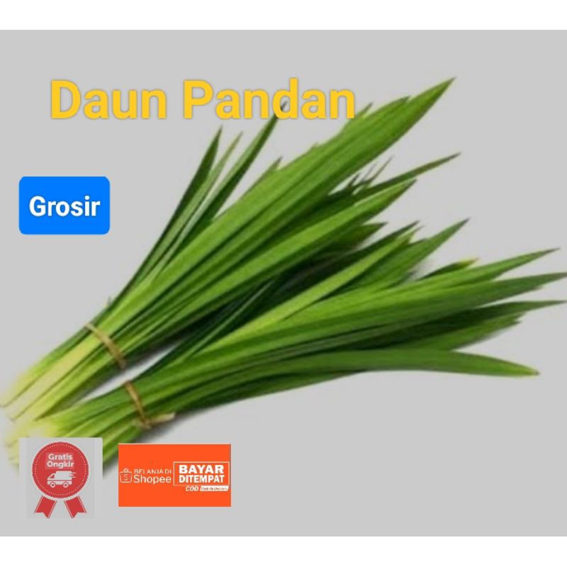 

Daun Pandan Wangi Segar 1 ikat