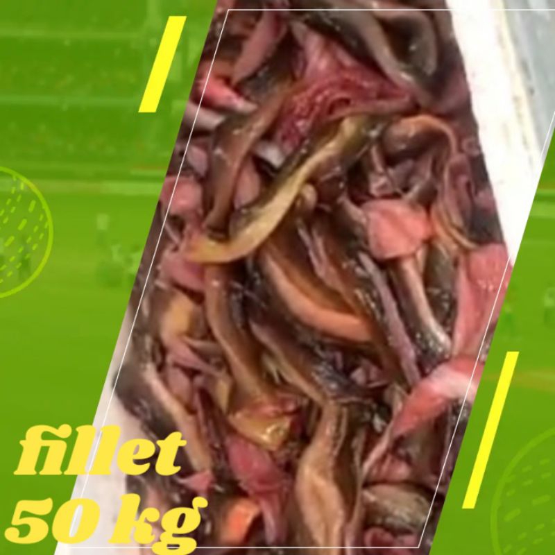 

RB BELUT FILLET 350g TANPA TULANG&KEPALA