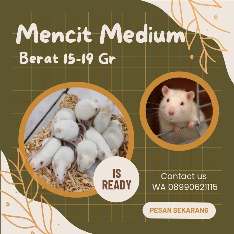 tikus putih tikus mencit medium