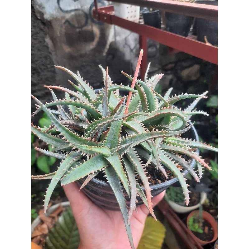 aloe tct hybrid blue shark cluster