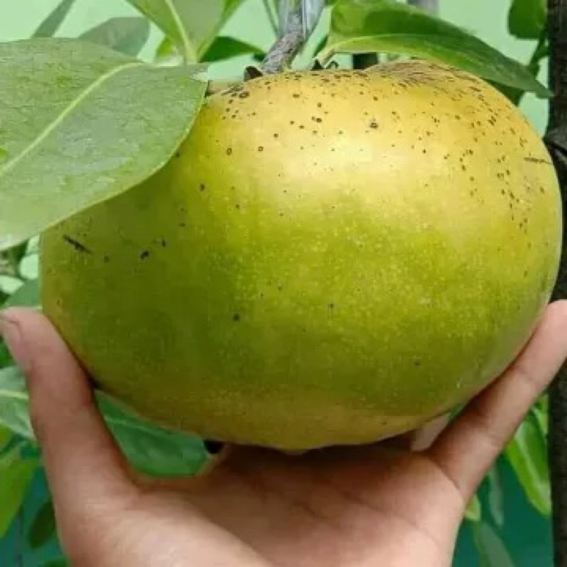 Indukan Black Sapote Matt Giant Hasil Okulasi siap berbuah