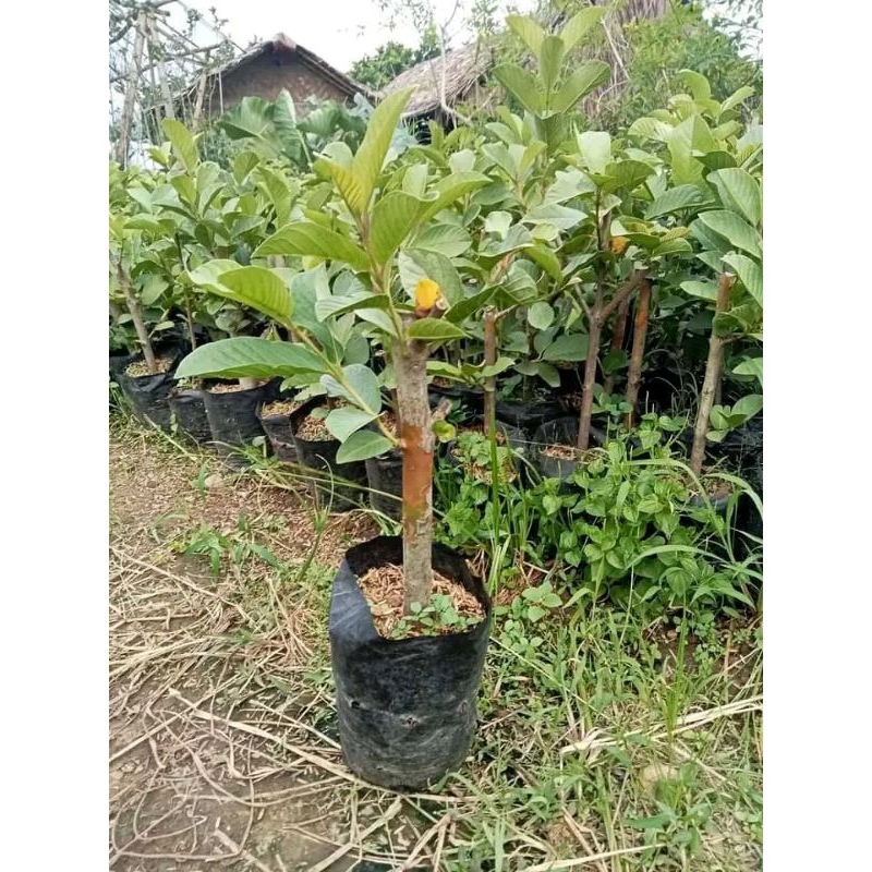 bibit tanaman buah jambu kristal / bibit jambu kristal