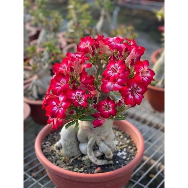 TANAMAN HIAS ADENIUM BUNGA TUMPUK BUNGA MERAH