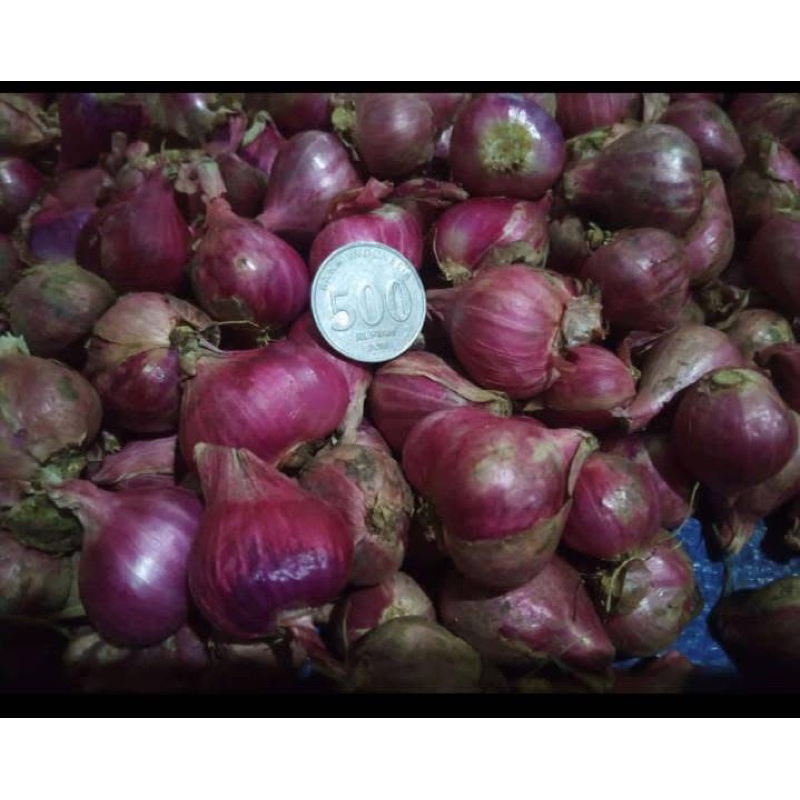 

BAWANG MERAH SUPER PEDAS SEDANG 1kg