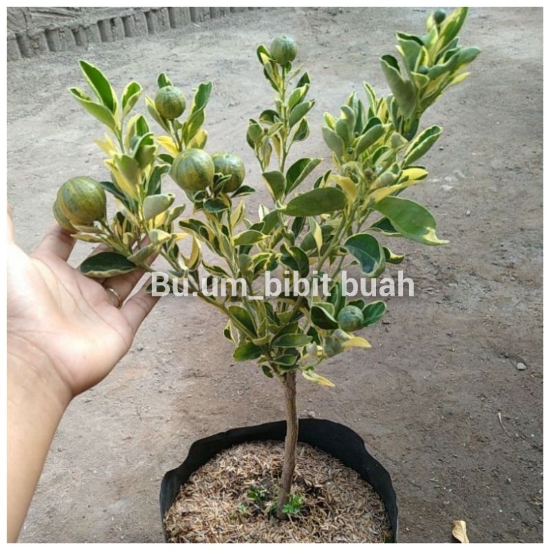bibit tanaman jeruk kasturi varigata
