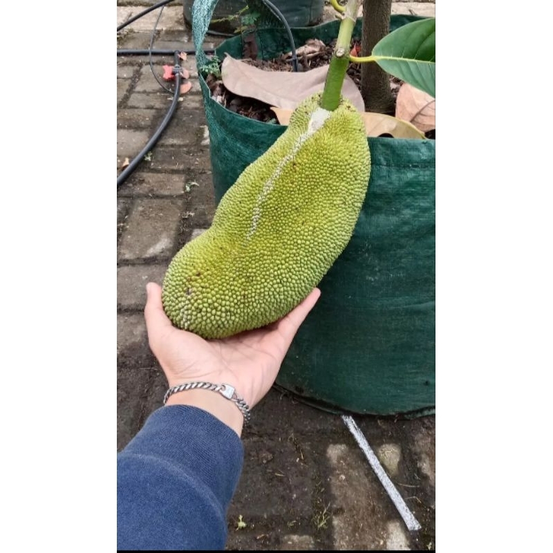 Indukan Nangkadak Batang Besar Sudah Pernah Berbuah