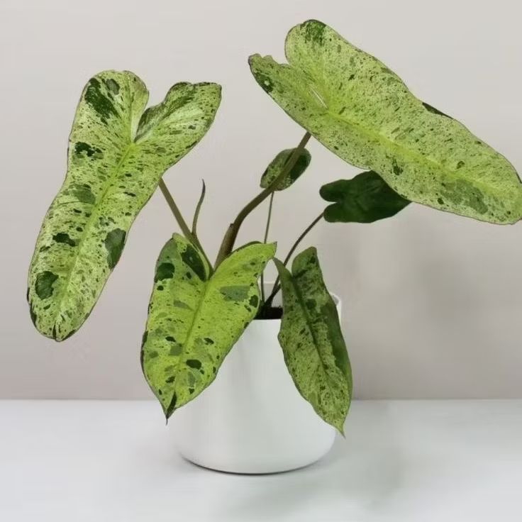 Philodendron Paraiso Verde / Philo Paraiso Verde