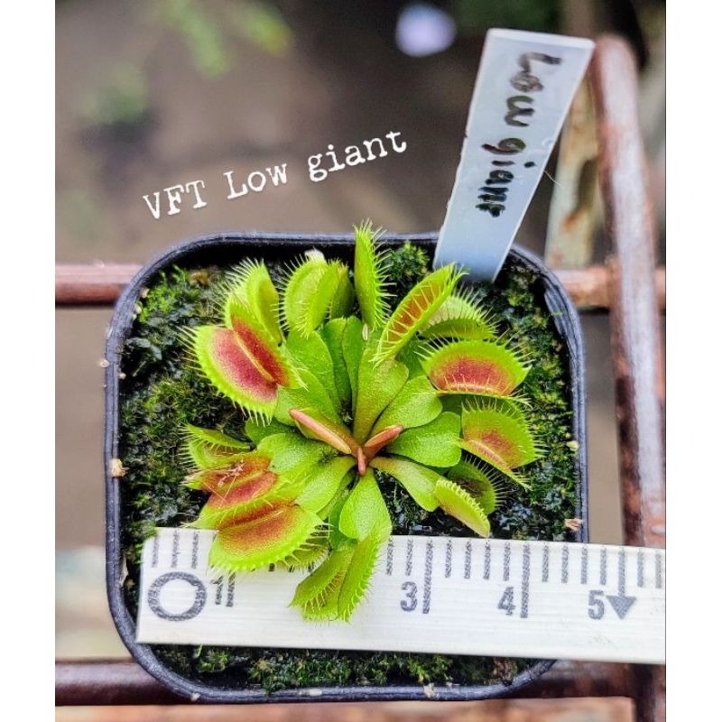VFT Low giant