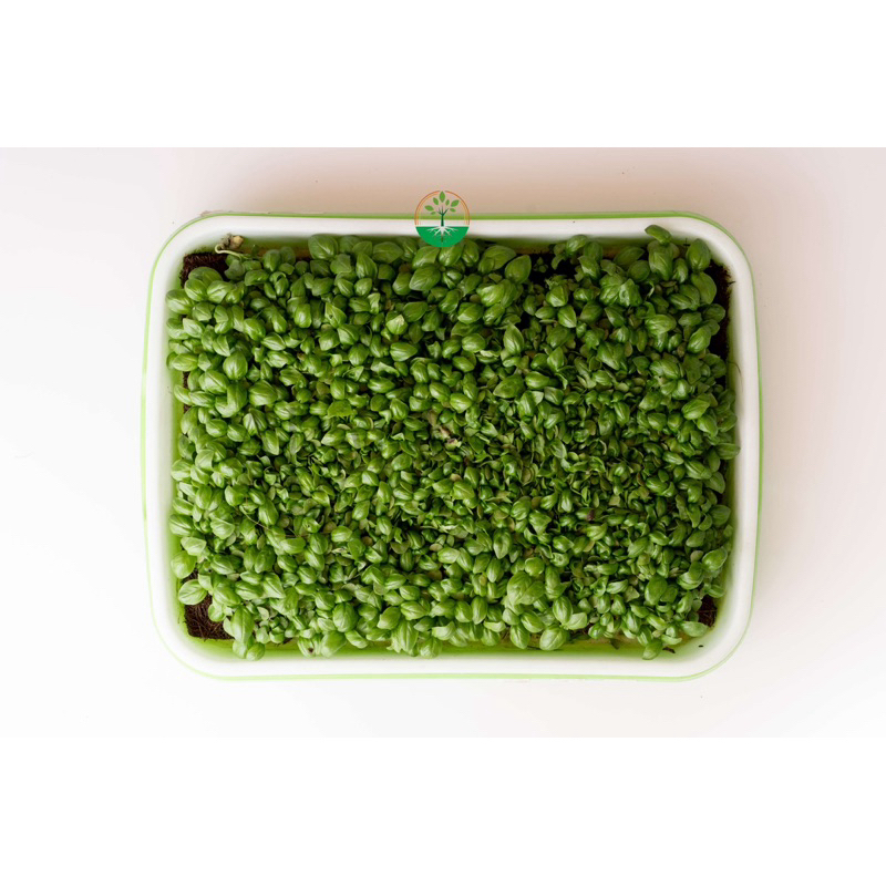 

Microgreen Basil Akar Wangi