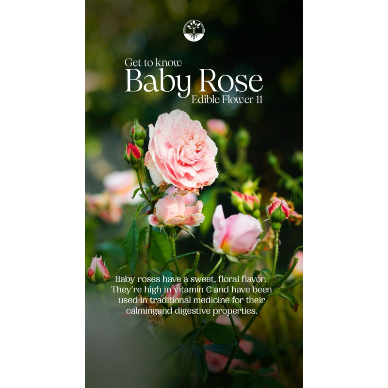 

Edible Flower Baby Rose FRESH Akar Wangi | Garnish Makanan | Garnish Minuman | Bunga Bisa Dimakan