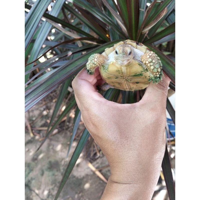 KurakuraSulcata 7cm. cakep smooth. makan lancar sehat berkualitas terbaik