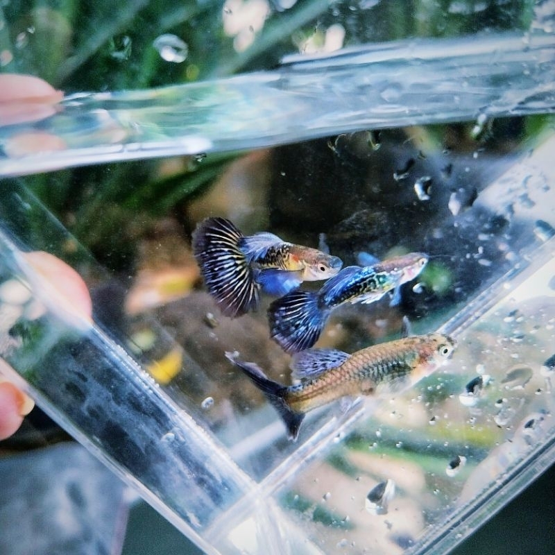 purple dragon big ear guppy