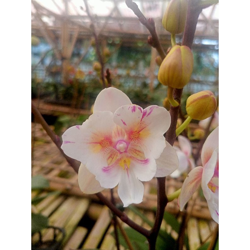 anggrek bulan premium pink sakura biglips garis phalaenopsis hybrid bunga mini kondisi spike