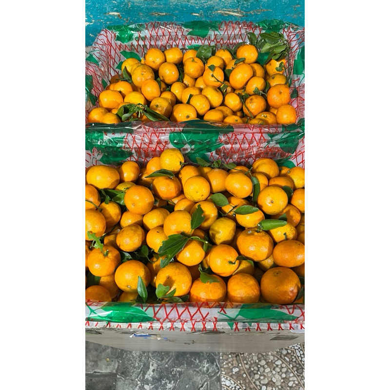 

JERUK SANTANG TANGERINE