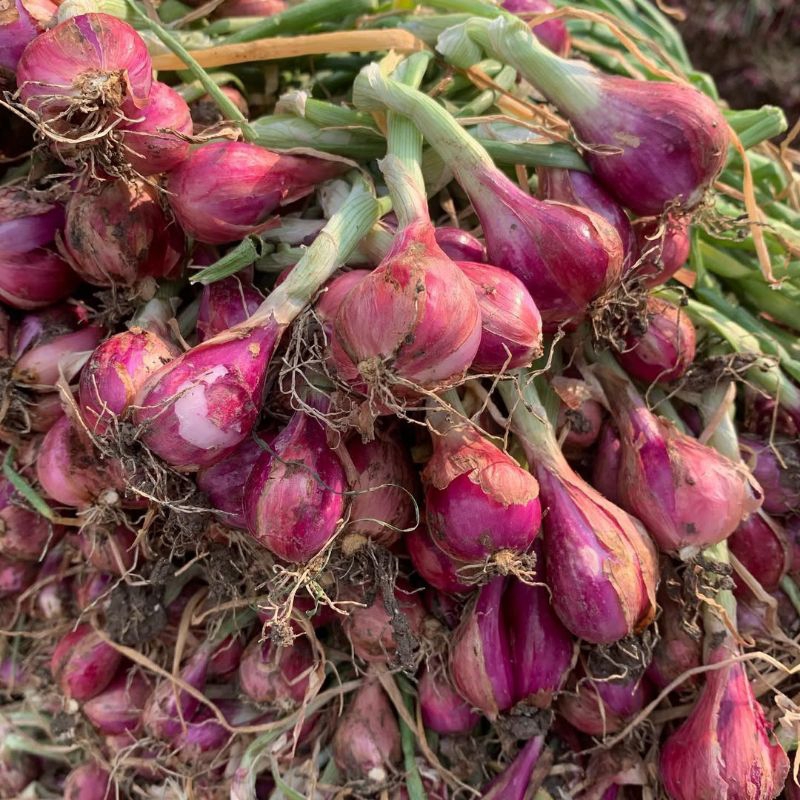 

Bawang Merah 1KG Kualitas Super Segar Bawang Brebes