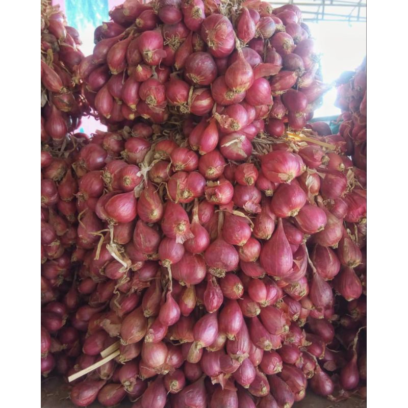 

Bawang Merah Terlaris Bawang Merah Brebes Terlaris