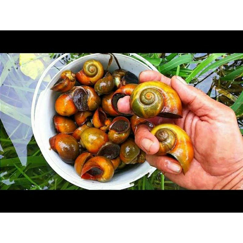 

keong sawah/mas segar 500 gr