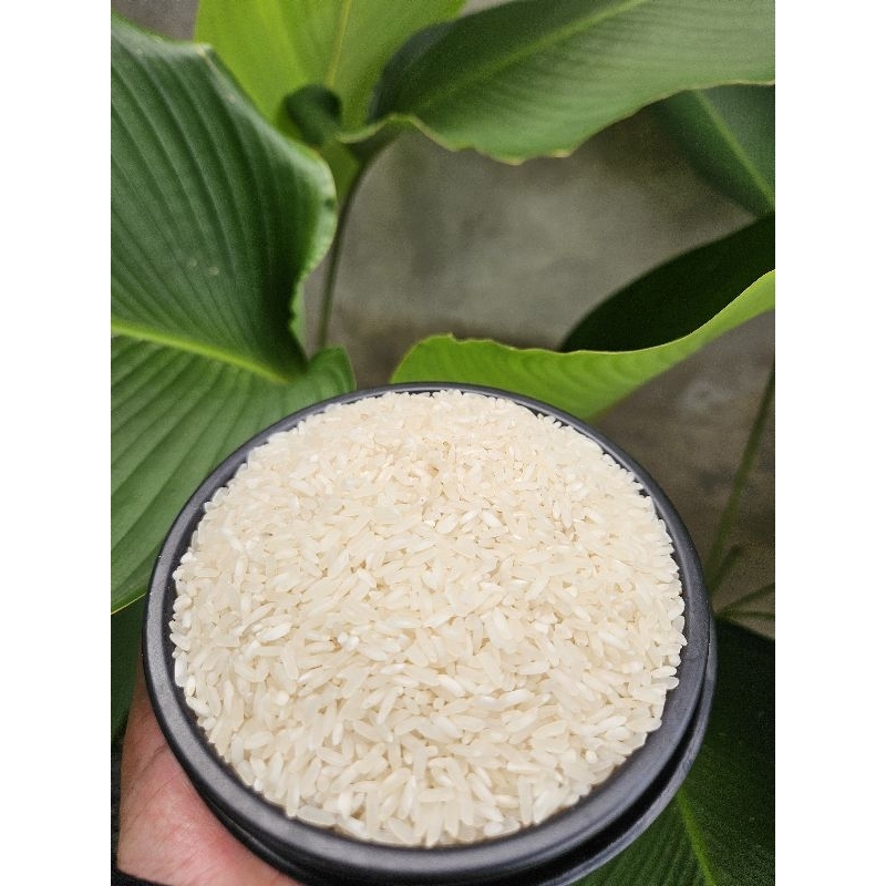 

[5 Kg Plastik] Beras Premium Jabbar Ayu - Beras Segar Tanpa Bahan Kimia - Jenis Beras IR Sorter