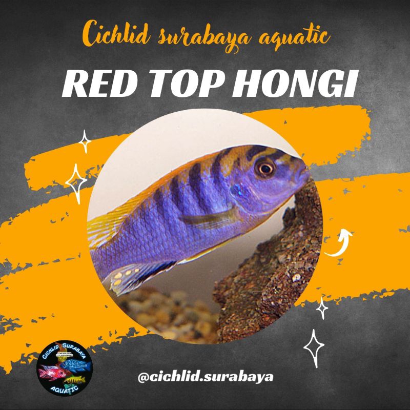 Red top hongi cichlid